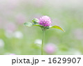千日紅
