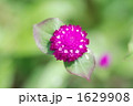 千日紅