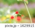 1629915