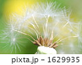 タンポポの綿毛