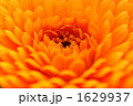 金盞花