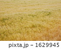 麦畑