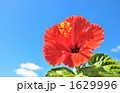 南国のイメージにハイビスカスの花。