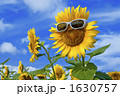 夏空とサングラスを掛けた向日葵