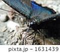 黒あげは蝶