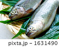 ニジマス