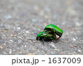 二匹の昆虫