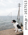 海の中の電柱と犬