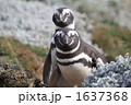 マゼランペンギン