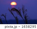 夕暮れ時のススキ