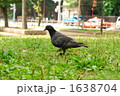 はと