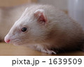 パスバレーフェレット（シナモン）