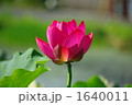 朝日に輝くハスの花