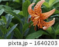 1640203