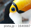 青い瞳
