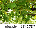 鈴なりの葡萄