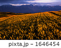 夕暮れの麦畑と十勝岳