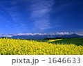 菜の花畑と十勝岳 02