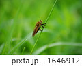 餌を狙うアブ