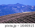芋畑と十勝岳