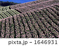 満開の芋畑