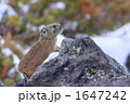 雪が残る岩場のナキウサギ