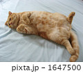 お腹公開