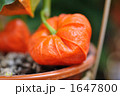 色づき