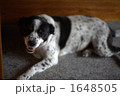 笑う犬
