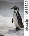 一匹のペンギン