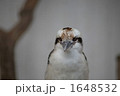カワセミ