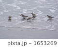 波打ち際で餌をついばむイソシギ（？）