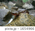日和佐川のイモリ