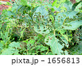 1656813