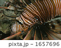 1657696