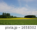 キカラシ咲く丘