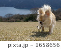 芦ノ湖とチワワ