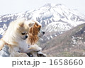 雪山を望む