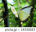 1658883