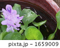 緋メダカ