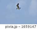 ミサゴの勇姿