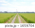 Road where rice plant smells