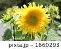 モネのひまわり
