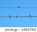 ツバメ