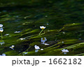 梅花藻