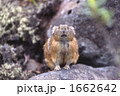 エゾナキウサギ