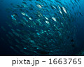 ギンガのトルネード　