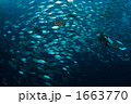 ギンガのトルネード
