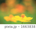 黄花コスモス