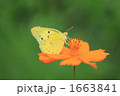 紋黄蝶